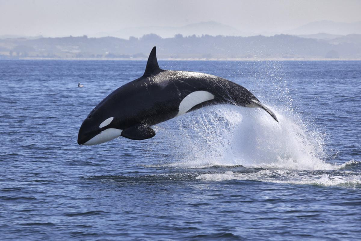 An orca (killer whale) jumping from the water 